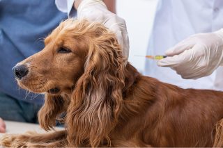 Anestesia e Terapia del Dolore