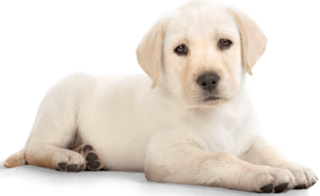 Cane Banner 2 Clerici Studio Veterinario